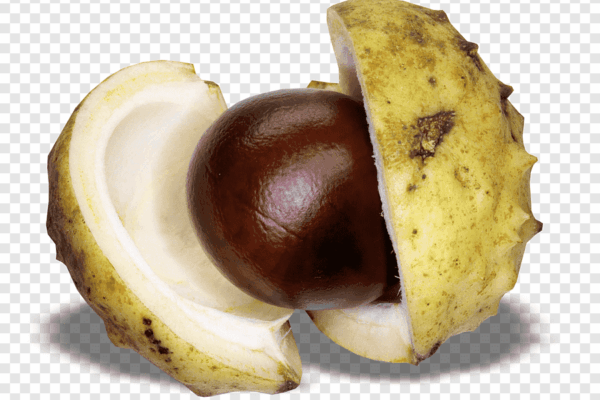 Výsledky sběru kaštanů a žaludů - základní škola Žákovská